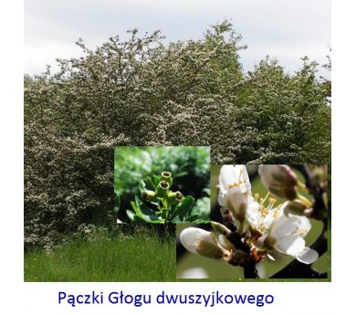 BIANCOSPINO fee 15 ml pączki Głogu dwuszyjkowego