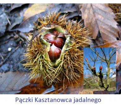 CASTAGNO fee 15 ml pączki Kasztanowca jadalnego