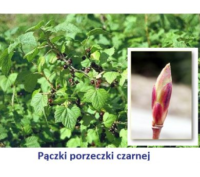 RIBES NERO fee 15 ml pączki Porzeczki czarnej